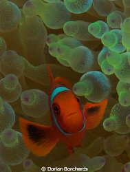 A Young Spine Cheek Anemone Fish in a Bubble Anemone Used... by Dorian Borcherds 